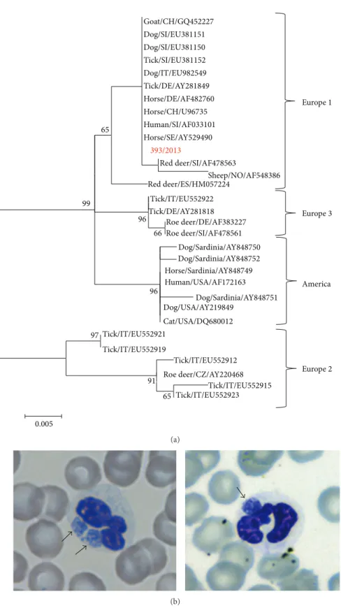 Figure 1: (a) ML tree based on the GroEL alignment. The following reference A. phagocytophilum strains detected in several hosts from various parts of the world were obtained from GenBank and included in the molecular analysis: America lineage, accession n