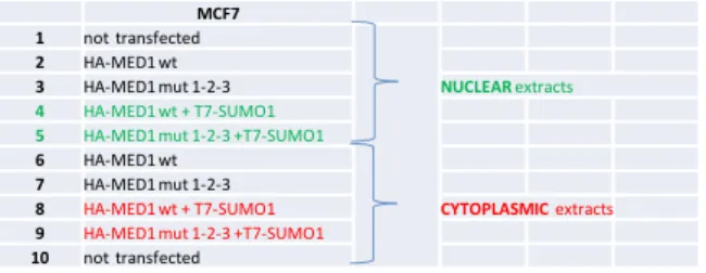 Fig. 3.13: WB of total lysates extracted with NucBuster™ Protein Extraction Kit by  Millipore