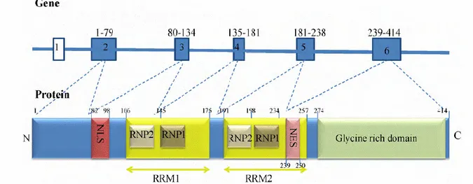 Figure 6: Schematic diagram of the TARDBP gene and TDP-43 protein. Exon 1 of TARDBP is non-coding and exons 2–6  are protein  coding