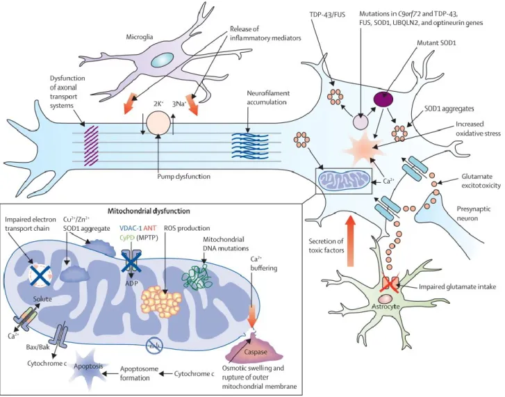 Figure 8: Proposed mechanisms underlying neurodegeneration in ALS. Many of these pathways are mechanisms of cell  death common to a range of neurological disorders, although in the case of amyotrophic lateral sclerosis (ALS), have  been derived from studie