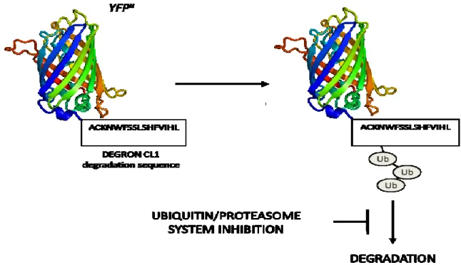 Figure 10: Structure and function  of  YFP u . In basal cellular conditions, the YFP u  is degraded by the proteasome