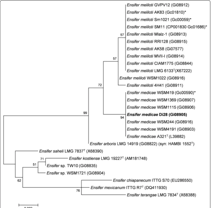 Figure 2 Phylogenetic tree showing the relationship of Ensifer medicae Di28 (shown in bold print) to other Ensifer spp