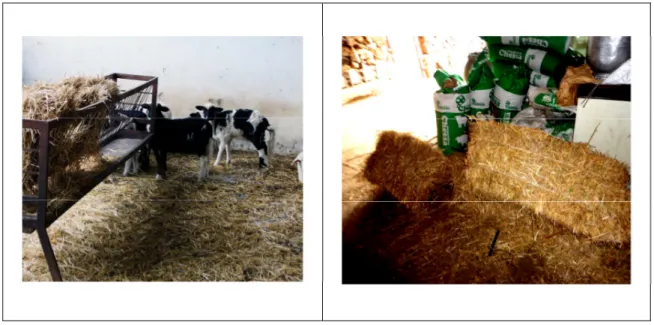 Figure 12 Hay and animal feed 