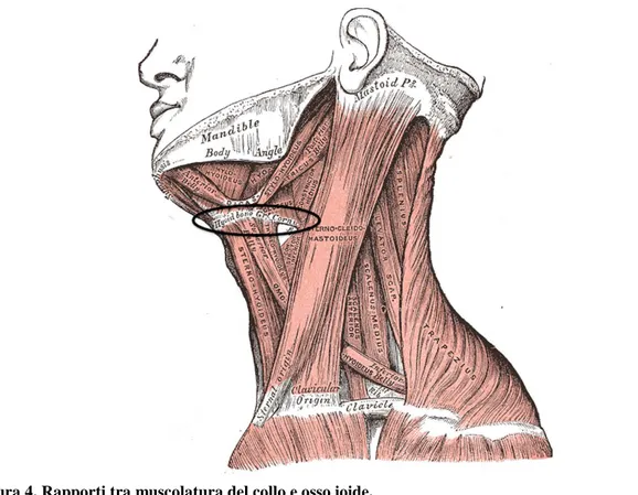Figura 4. Rapporti tra muscolatura del collo e osso ioide.