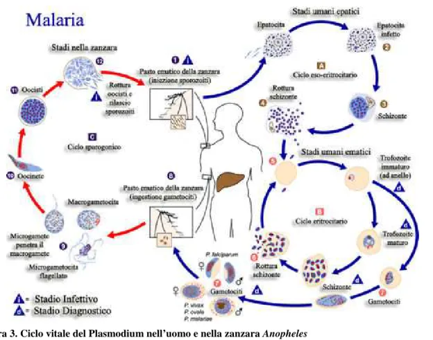 Figura 3. Ciclo vitale del Plasmodium nell’uomo e nella zanzara Anopheles  