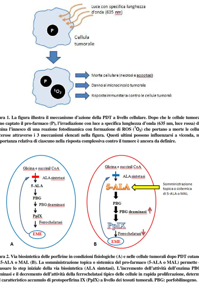 Figura 2. Via biosintetica delle porfirine in condizioni fisiologiche (A) e nelle cellule tumorali dopo PDT cutanea  con 5-ALA o MAL (B)