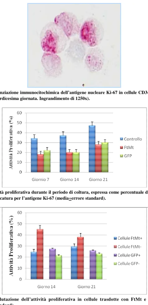 Figura 8. Evidenziazione immunocitochimica dell’antigene nucleare Ki-67 in cellule CD34+ trasdotte per  la FtMt (quattordicesima giornata