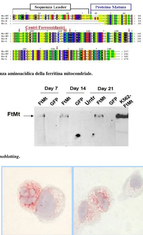 Figura  4.  Pattern  di  espressione  della  FtMt,  analizzato  mediante  immunocitochimica