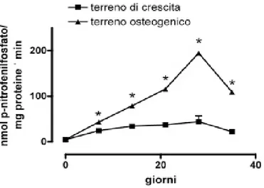 Figura 6. Espressione dell’mRNA di ALP, Collagene tipo I, Runx-2, osteocalcina (BGLAP) delle cellule seminate  su scaffold di titanio trabecolare e coltivate per 28 giorni in presenza di terreno osteogenico (A) e di crescita (B)