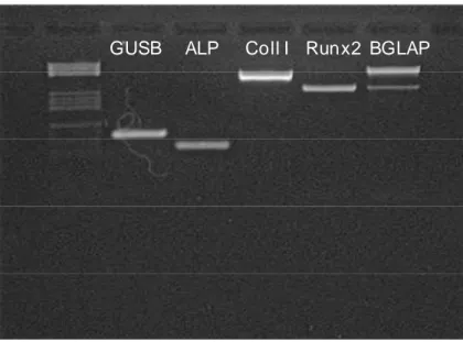 Figura 7. Espressione dell’mRNA di ALP, Collagene di tipo I, Runx-2, osteocalcina (BGLAP) delle cellu- cellu-le seminate su scaffold biomimetico e differenziate per 28 giorni in presenza di terreno osteogenico