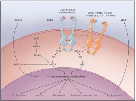 Figura 7. La via di segnale cellulare mediata da EGFR [17]. 