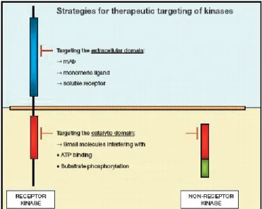 Figura 14. Strategie di bersaglio dei recettori tirosin-chinasi a localizzazione transmembranica [43]