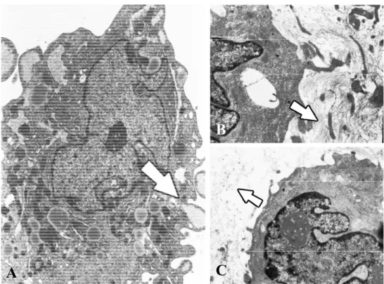 Figura 7. A) Microscopia elettronica a trasmissione (TEM). Particolare di cellula cresciuta in  terreno osteogenico su monolayer dopo 21 giorni di coltura