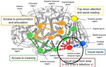 Figura 3.3 Architettura delle reti cerebrali della lettura (da Dehaene 2007, cit.). 