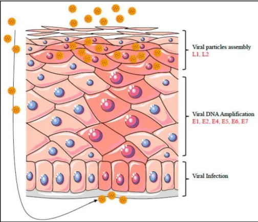 Figura  4:Ciclo  vitale  dell’HPV  nell’epitelio  stratificato.  Le  cellule  infettate  sono  rappresentate  in  rosa