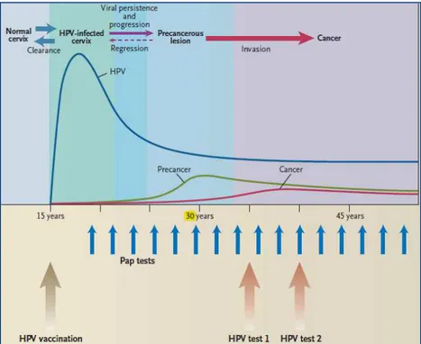 Figura 9: Modello di prevenzione primaria e secondaria adottato per il cervicocarcinoma in  relazione alla storia naturale dell’infezione da HPV [68]