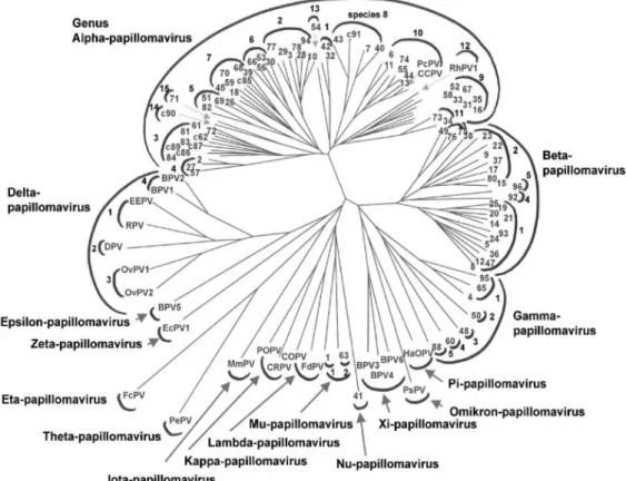 Figura 2: Albero filogenetico dei Papillomavirus 