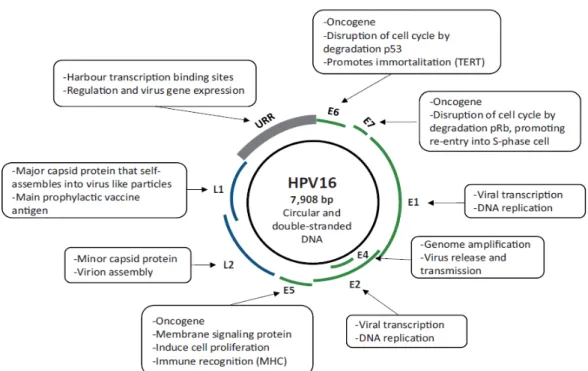 Figura 3: Principali geni di HPV, suddivisi nelle tre regioni principali del genoma: URR  (upstream regulatory region), early region (E1-E7) e late region (L1 e L2) [77] 