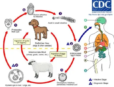 Figure 1 Life cycle of E. granulosus Image from the Centers for Disease Control and Prevention  Image Library 