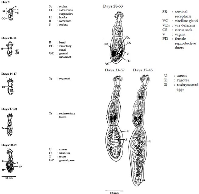 Figure 2 Stages of development to the adult form of E. granulosus - Modiefied from (Eckert J., 2001) 