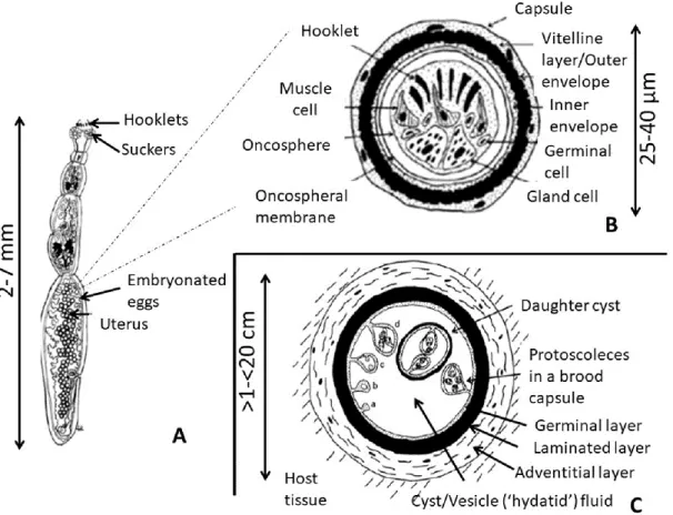Figure 3 Stages of development of E. granulosus A: worm B egg C metacestode (Vuitton D., 2017) 