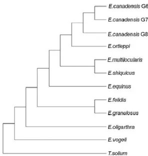 Figure 4 Cladogram on phylogenetic relationships, based on four mitochondrial genes (cox1, nad1,  cob, rrn) (Romig T., 2015)