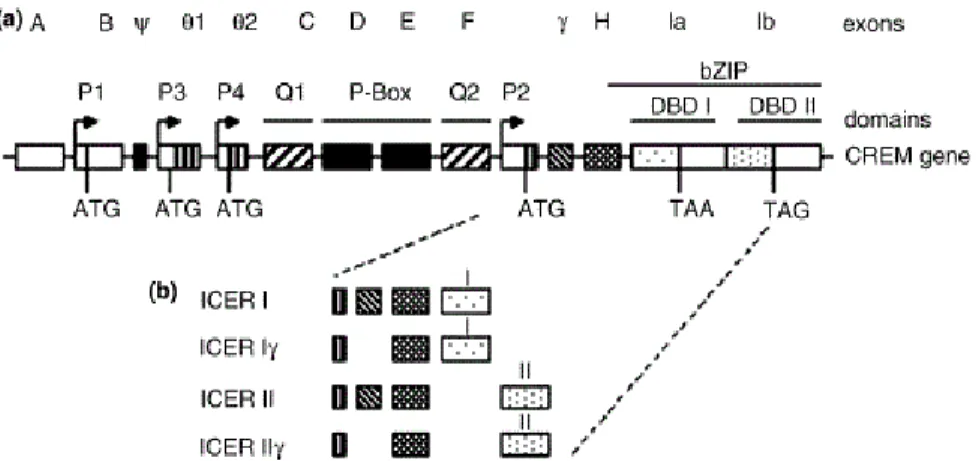 Figure 6. Schematic representation of CREM / ICER gene (a) and isoform of ICER  proteins (b)