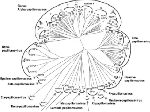 Fig. 6. Classificazione filogenetica dei Papillomavirus (De Villiers et al, 2004) 
