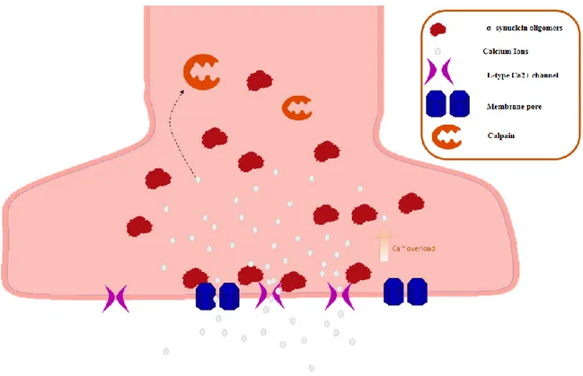 Figure 4: α-syn and synapses. Notes the accumulation of Ca ++  in the cytoplasm of synaptic  terminal