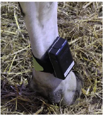 Figure 2. Pedometer fastened on a cow’s leg. Adapted from Kajava et al. (2014)