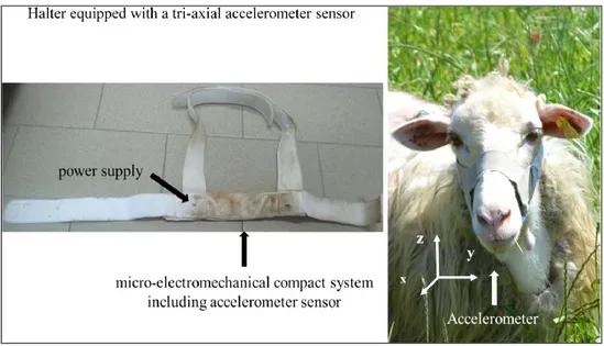 Figure 1. Halter equipped with a tri-axial accelerometer sensor 