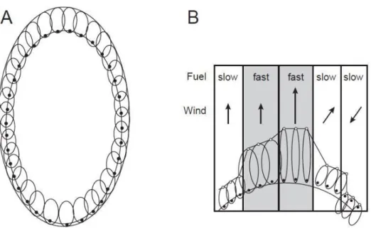 Fig.  3.  Illustration  of  Huygens’  principle  using  elliptical  wavelets.  (A)  Uniform  conditions  use  wavelets of constant shape and size to maintain the elliptical fire shape over time