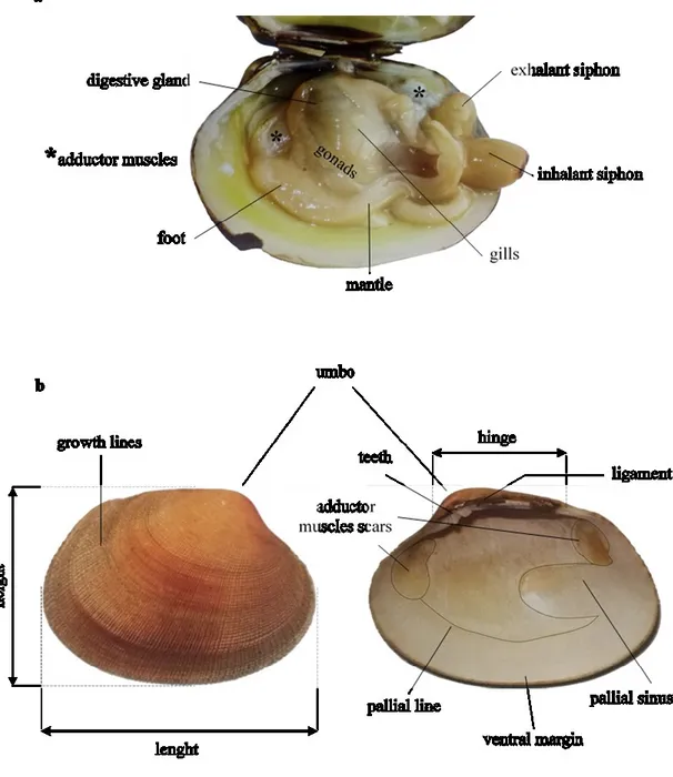 Fig. 1.5 (a) Internal anatomy of the Grooved carpet shell clam Ruditapes decussatus. (b)  Internal and external features of the shell valves