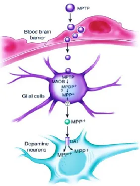 Figura  3.  MPTP  nel  sistema  nervoso  centrale.  Il  metabolismo  della  neurotossina  MPTP  (immagine  presa da: Dauer, W., Przedborski, S., 2003 46 )