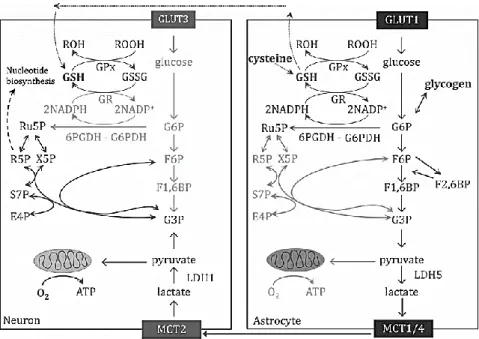 Figura  9.  Il  glucosio  nel  sistema  nervoso  centrale.  Il  metabolismo  del  glucosio  nei  neuroni  e  negli  astrociti (immagine presa da: Stincone et al., 2015) 138 