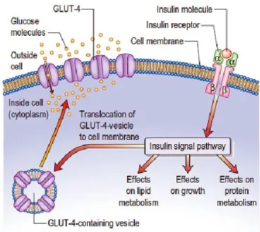 Figura 11. Interazione insulina-recettore. Il recettore insulinico e gli effetti della sua attivazione