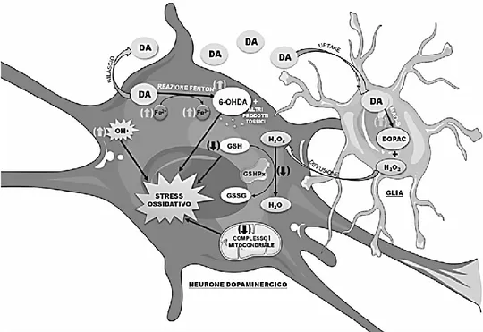 Figura  1.   M alattia  di  Parkinson  e  radicali  liberi.  Neurone  dopaminergico  e  cellula  gliale