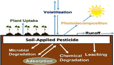 Figure 4. Pesticide pathways in the environment. 