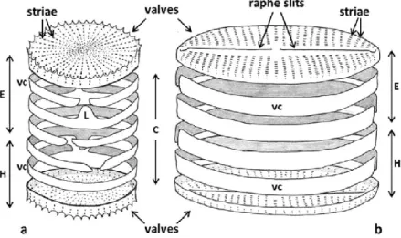 Fig. 2. Scheme of the basic structure of the frustule in a centric (a) and pennate (b) diatom