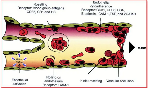 Fig.	7.	Erythrocytes	endotelial	vessel	adhesion	with	formation	of	clots	
