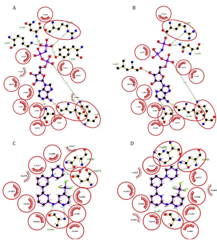 Fig.	 27.	 Two	 different	 approaches	 to	 validate	 the	 protocol	 of	 docking	 analysis	 related	 to	 X-ray	 crystal	 4FL2	(A)	and	4F4P	(C).	The	first	test	consisted	in	re-docking	among	4FL2	and	its	ligand	ANP	(B),	while	the	 second	test	involved	the	doc