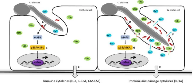 Figure 1.4. Schematic of the role of C. albicans ECE1-III in another stage infection of  epithelial cells [47] 