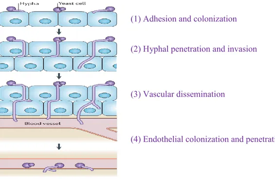 Figure 1.5. The steps of C. albicans tissue invasion [9] 