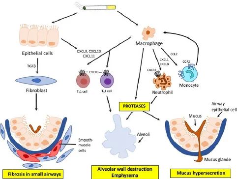 Fig 4: The immunity activation in COPD