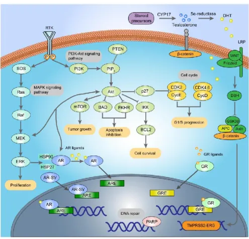 Figure 1.3 The cellular biology of prostate cancer. The complex underlying cellular  biology and signaling cascades associated with prostate cancer are illustrated