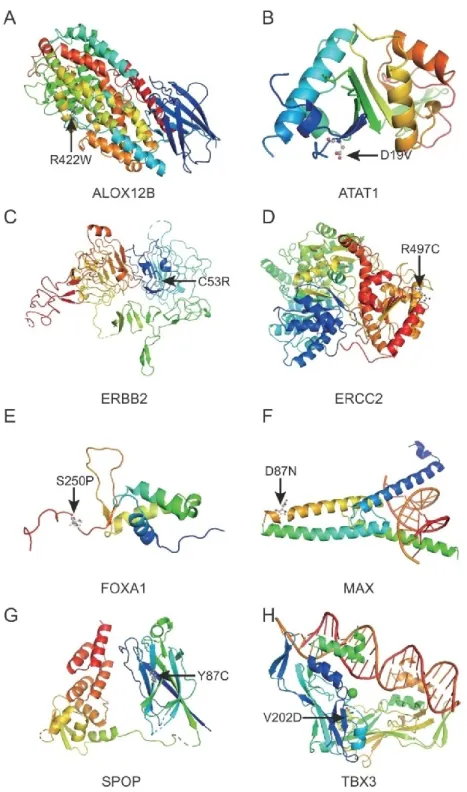 Figure 3.7 A) ALOX12B  Lipoxygenase domain R422W mutation.B) ATAT1 D19V  mutation.C)  ERBB2  Receptor  L  domain C53R  mutation.D)  ERCC2  R497C 