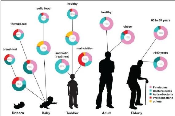 Figure  2:  Human  microbiota  colonization  and  shaping  through  age  progression  and  perturbations  (Ottman et al 2012)