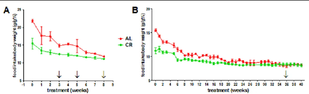 Figure  6:  Food  intake/body  weight  ratio  curve  of  young  growing  (A)  and  adult  (B)  rats  during  ad  libitum (AL, red) and caloric restriction (CR, green) treatment (Fraumene et al 2017)