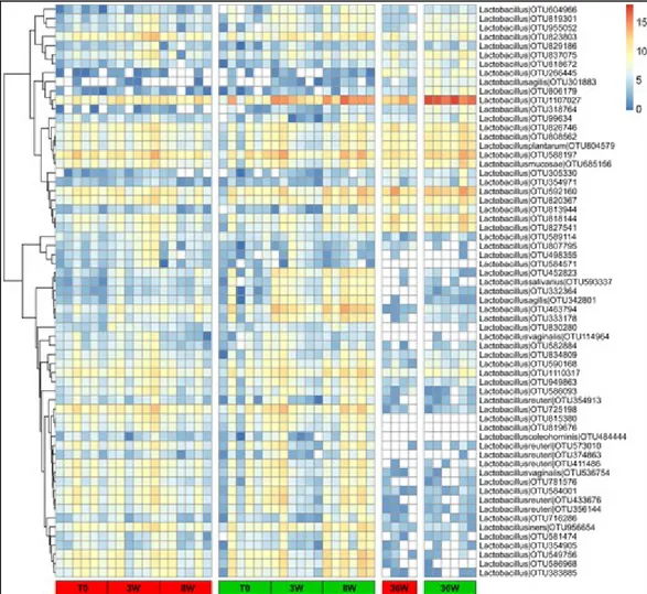 Figure 12: Heatmap showing the relative log-transformed abundance distribution of Lactobacillus spp