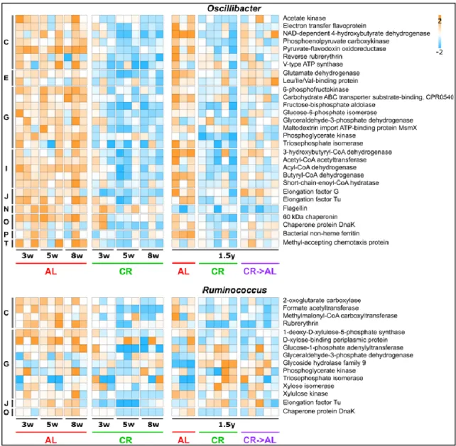 Figure 23: Functional expression profile of  Oscillibacter,  and  Ruminococcus metaproteomes